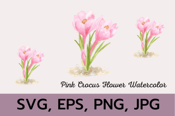 Pink Crocus Flower Watercolor SVG